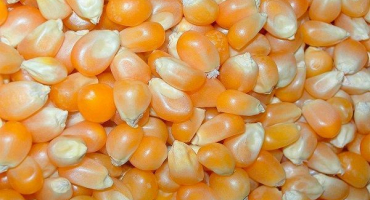 Nejlepší odrůdy semen kukuřice, jak je správně sklízet a skladovat